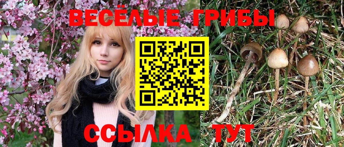 Галлюциногенные грибы Psilocybine cubensis  Вход с VPN  Соликамск  Галлюциногенные грибы Cubensis 